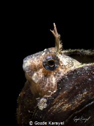 Eyes of the Ocean, Seeds of Life - A blenny resting in a ... by Gozde Karayel 